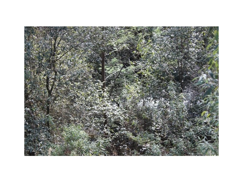 528 Ten Mile Track, Scottsdale TAS 7260