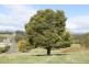 31 Hedley Street, Scottsdale TAS 7260