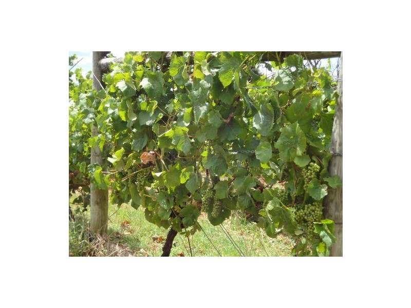 33 Deviot Road, Robigana TAS 7275