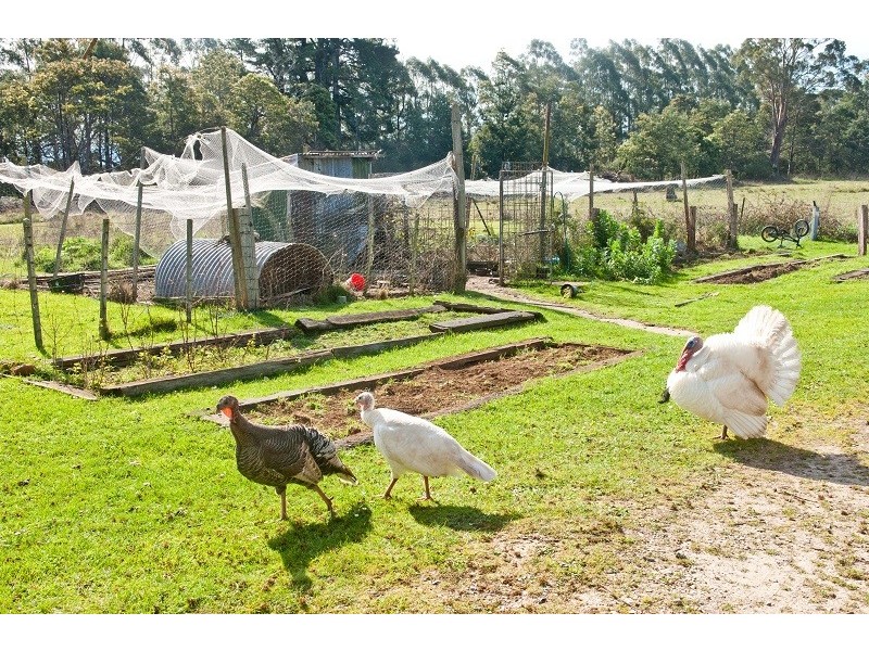 569 Western Creek Road, Western Creek TAS 7304