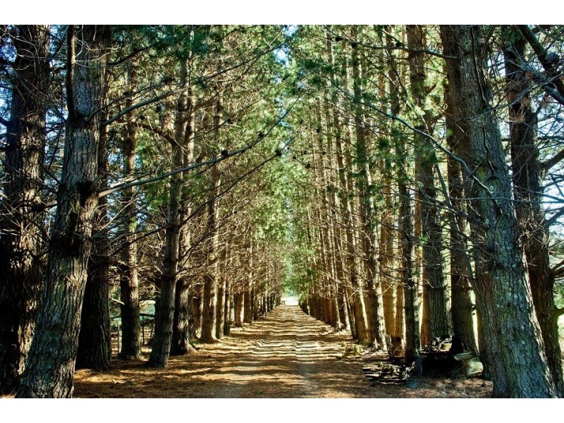 1363 Bogan Road, Golden Valley TAS 7304