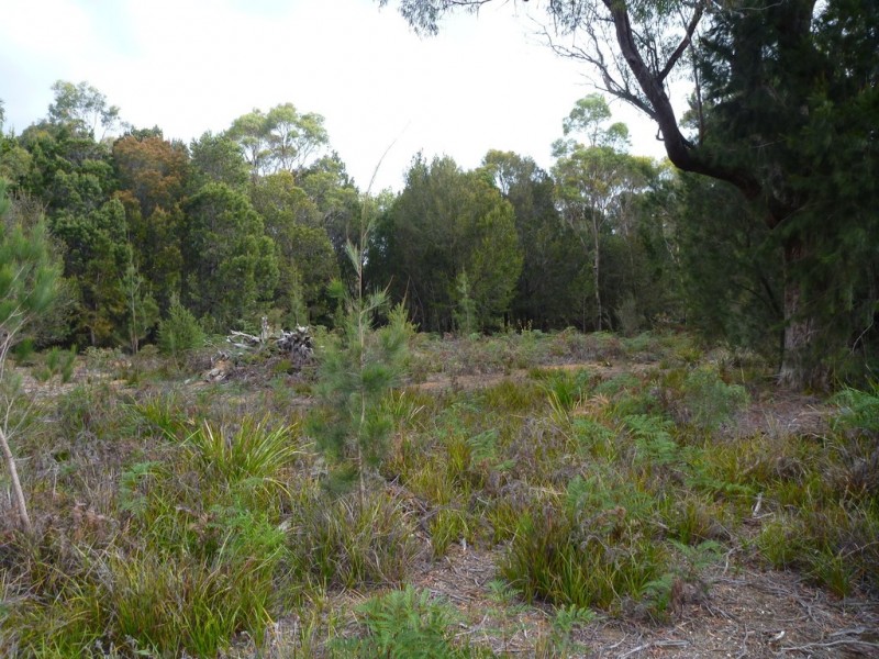 141 Badger Head Rd, Badger Head TAS 7270