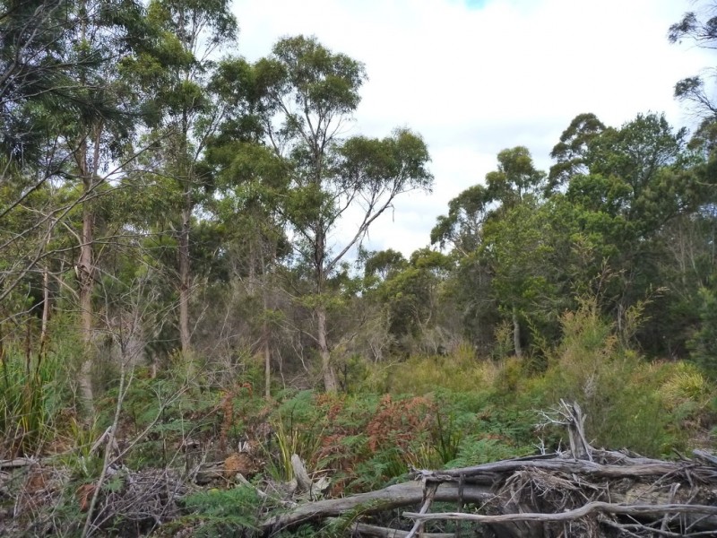 141 Badger Head Rd, Badger Head TAS 7270