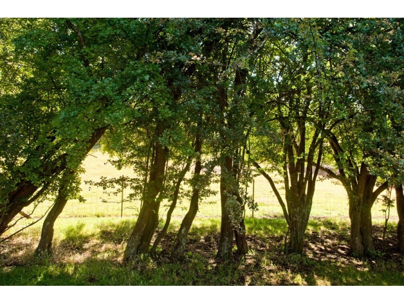 26 Westbury Place, Deloraine TAS 7304