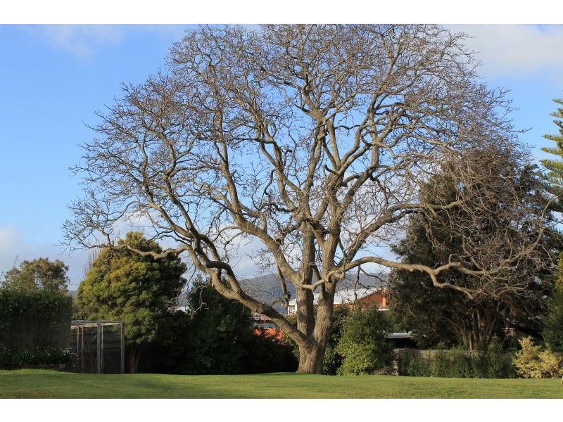 37 Arthur Street, Scottsdale TAS 7260