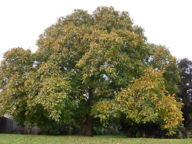 37 Arthur Street, Scottsdale TAS 7260