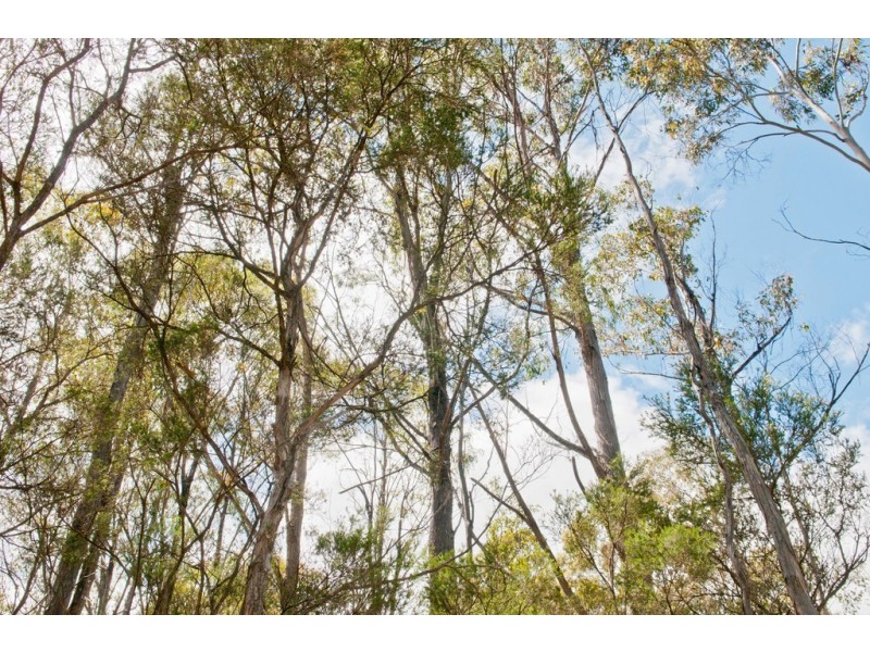 0 Bradys Plain Road, Parkham TAS 7304