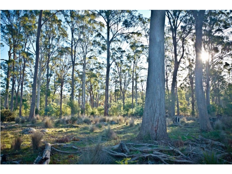 762 Adelphi Road, Whitemore TAS 7303