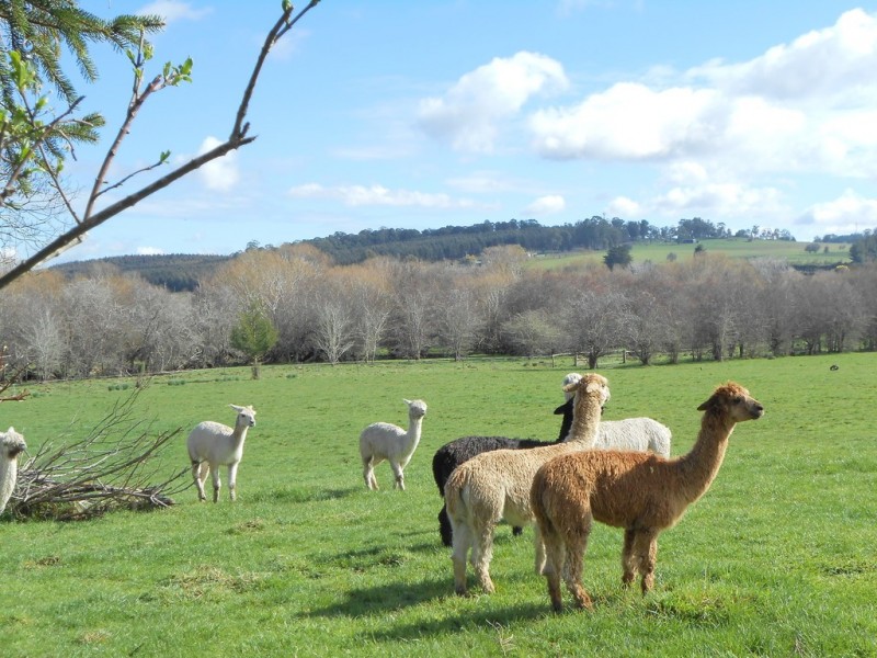 24 Arthur Street, Westbury TAS 7303