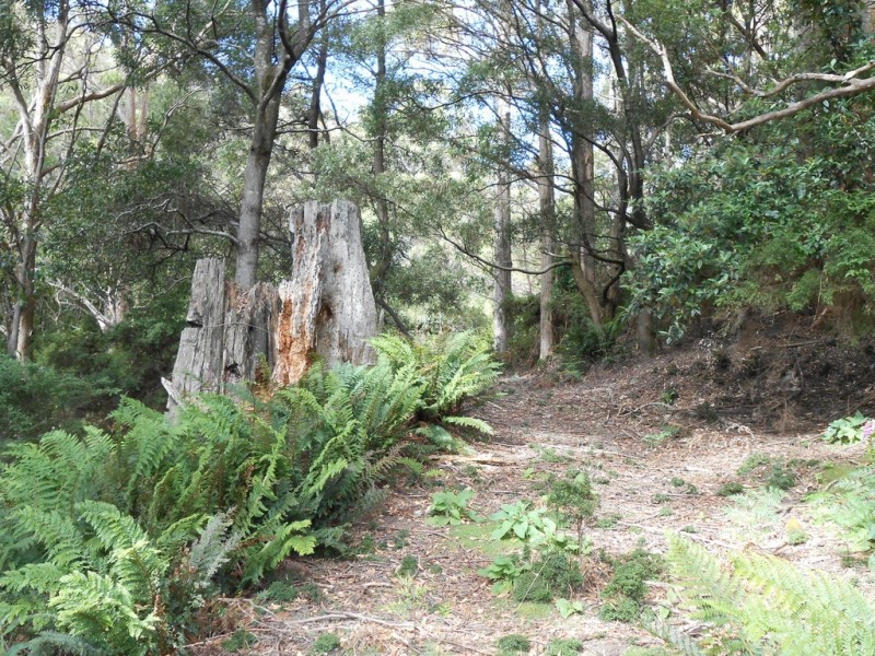 90 Gulf Road, Liffey TAS 7301