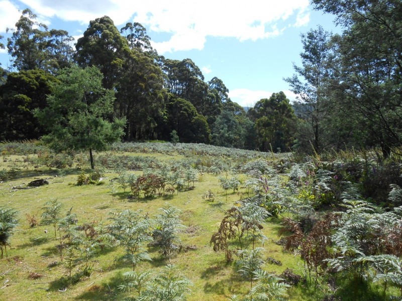 90 Gulf Road, Liffey TAS 7301