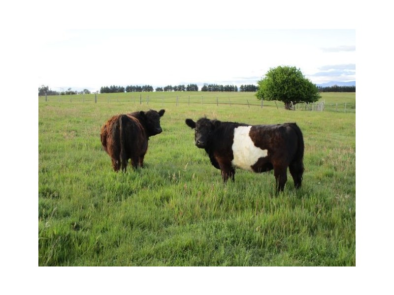 Lot 11 / 54 Bishopsbourne Road, Carrick TAS 7291