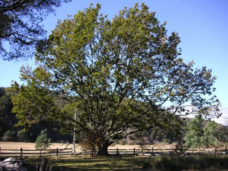 13 Henry Street, Mangana TAS 7214