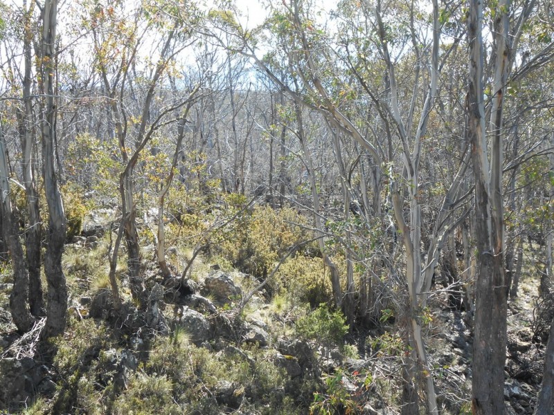 Lot 2 Seals Road, Brandum TAS 7304