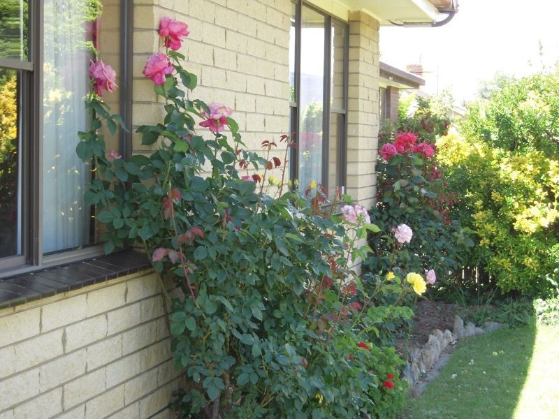 65 Franklin Street, Westbury TAS 7303