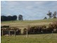 171 Five Acre Row, Westbury TAS 7303