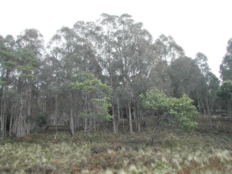 947 Sawpit Hill Road, Blessington TAS 7212