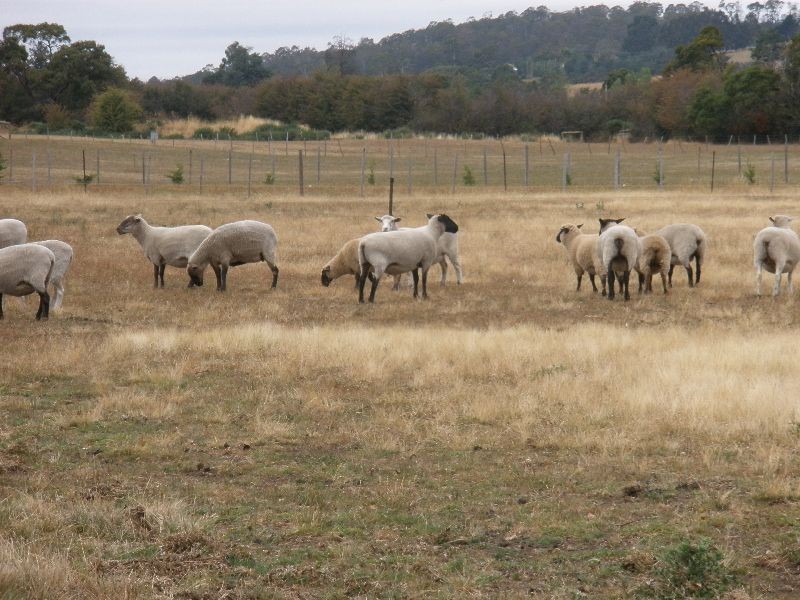 84 Franklin Street, Westbury TAS 7303