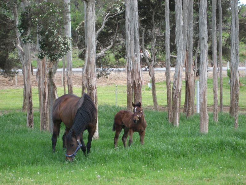 1 Blackstone Road, Blackstone Heights TAS 7250