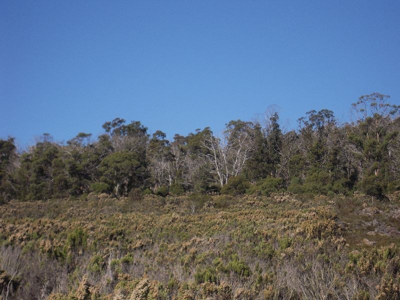 Lot 1 Barren Plains Road, Miena TAS 7030