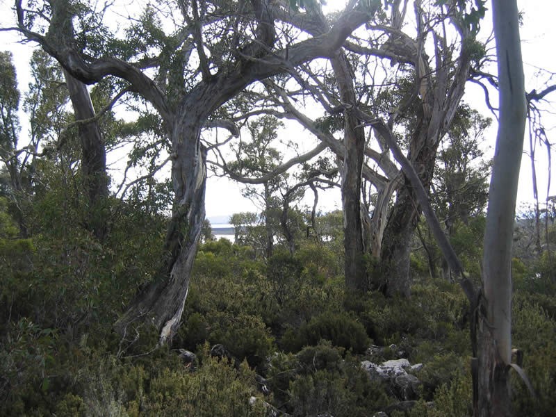 Lot 18 – 223 Barren Plains Road, Miena TAS 7030