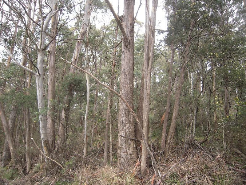 2196 Blessington Road, Blessington TAS 7212