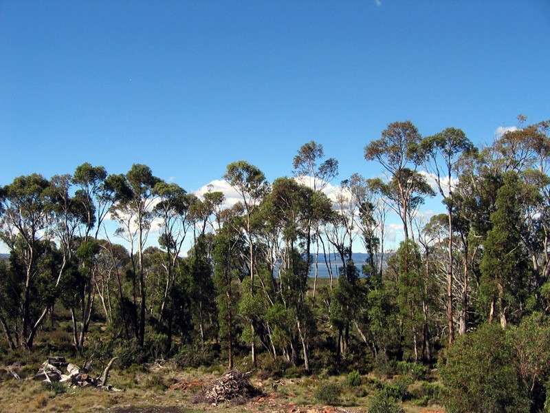 37 Lochiel Drive, Miena TAS 7030