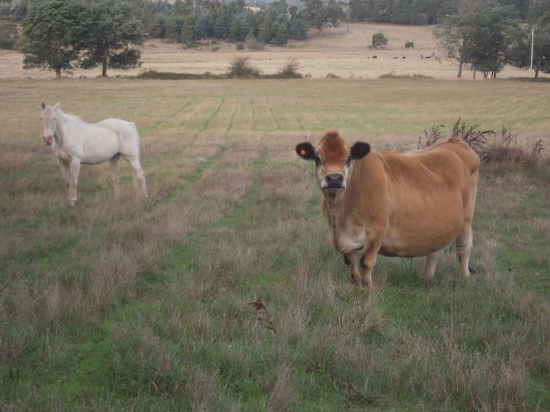 909 Selbourne Road, Selbourne TAS 7292