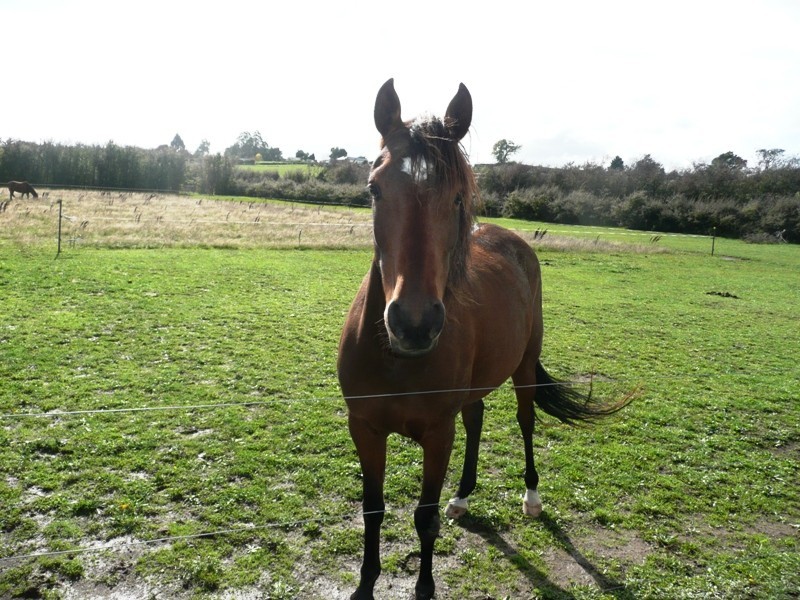 105 Mary Street, Westbury TAS 7303