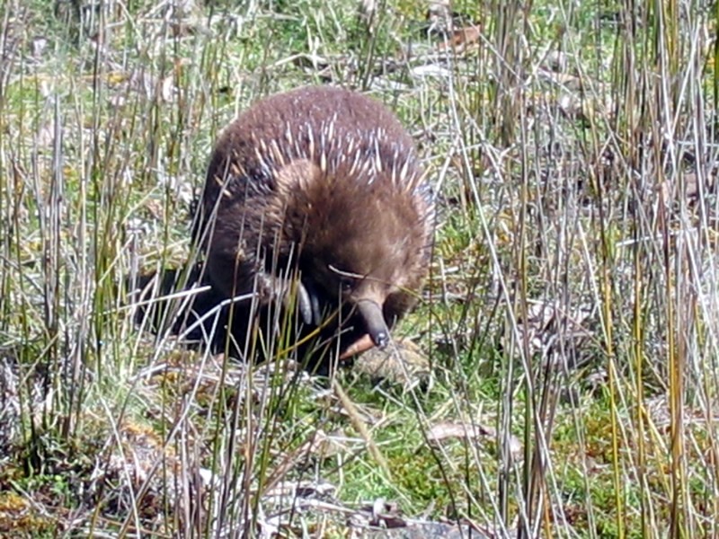 7 Wilburville Road, Arthurs Lake TAS 7030