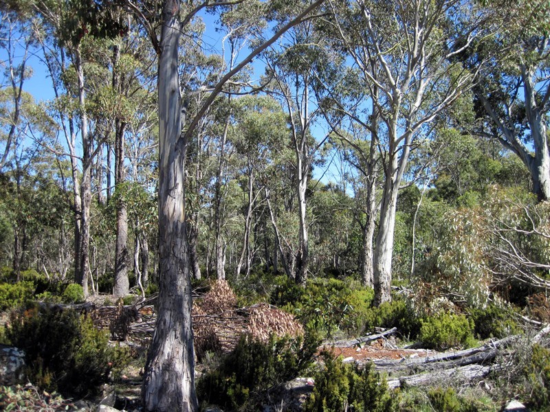 Lot 1, 2, 3, 4 Arthurs Lake Road, Arthurs Lake TAS 7030