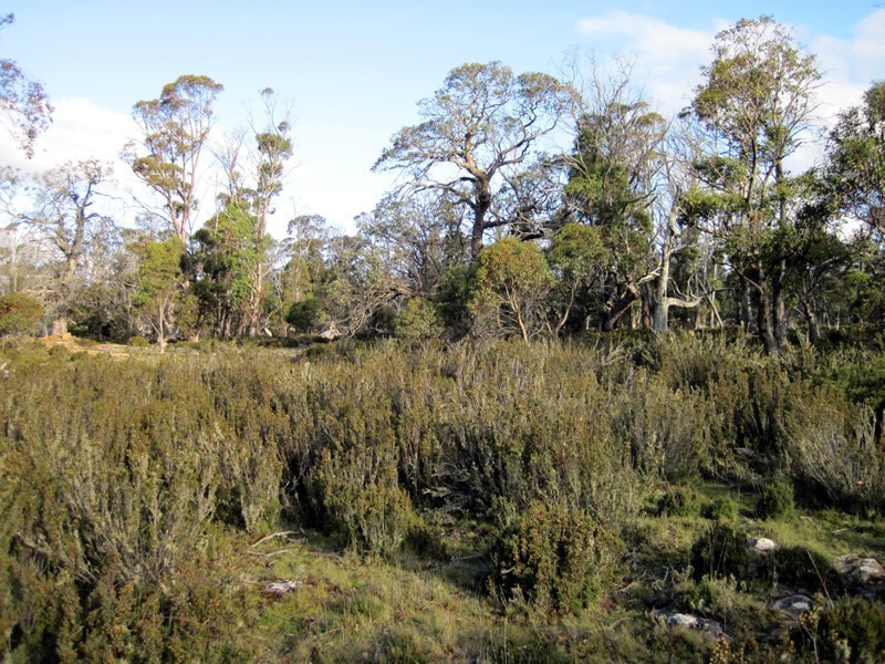 149 Barren Plains Road, Miena TAS 7030