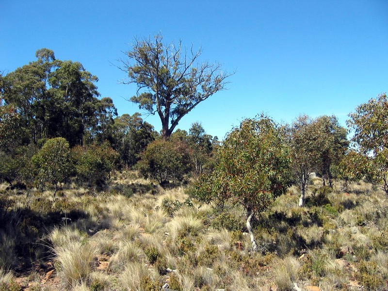 Lot 1 Arthurs Lake Rd, Arthurs Lake TAS 7030