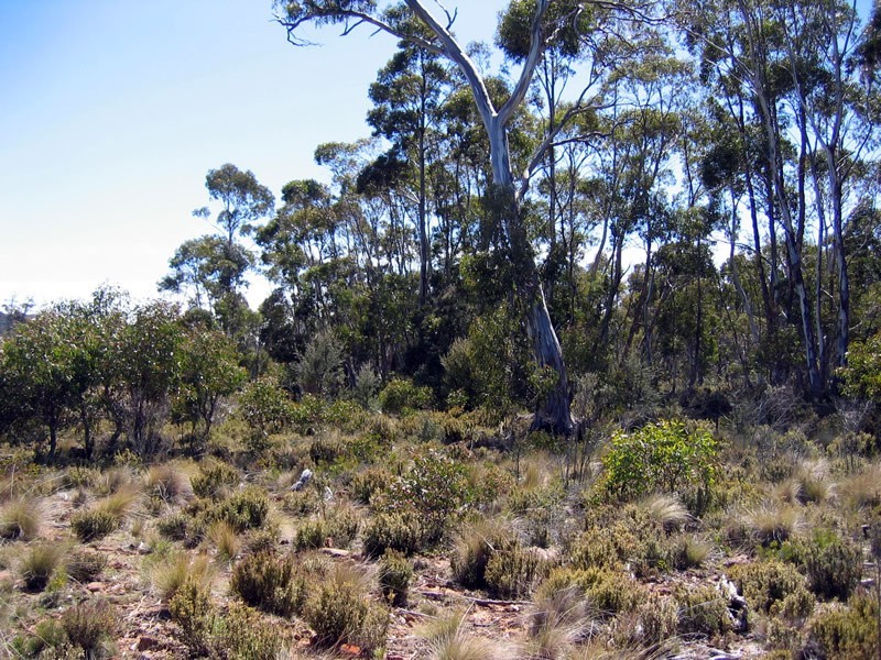 Lot 1 Arthurs Lake Rd, Arthurs Lake TAS 7030
