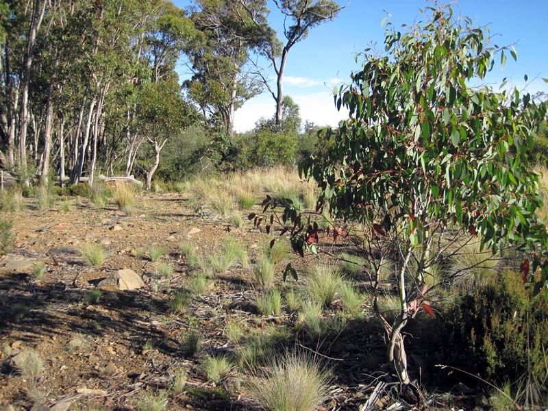 Lot 1 Arthurs Lake Rd, Arthurs Lake TAS 7030