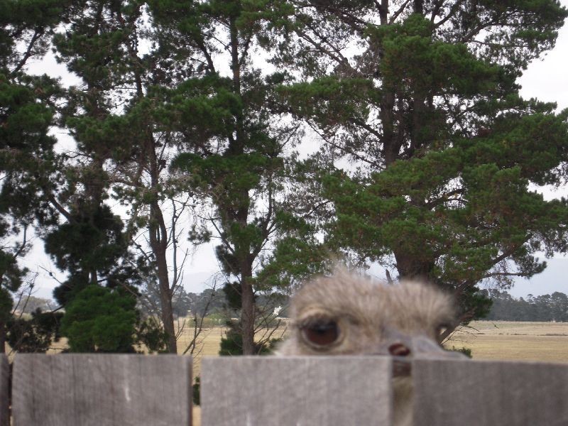 731 Powranna Road, Powranna TAS 7300