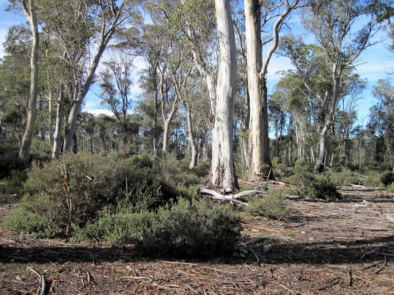 Lot 27 Pauciflora Drive, London Lakes TAS 7140