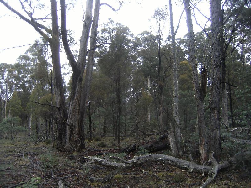 0 Gipps Creek Road, Rossarden TAS 7213