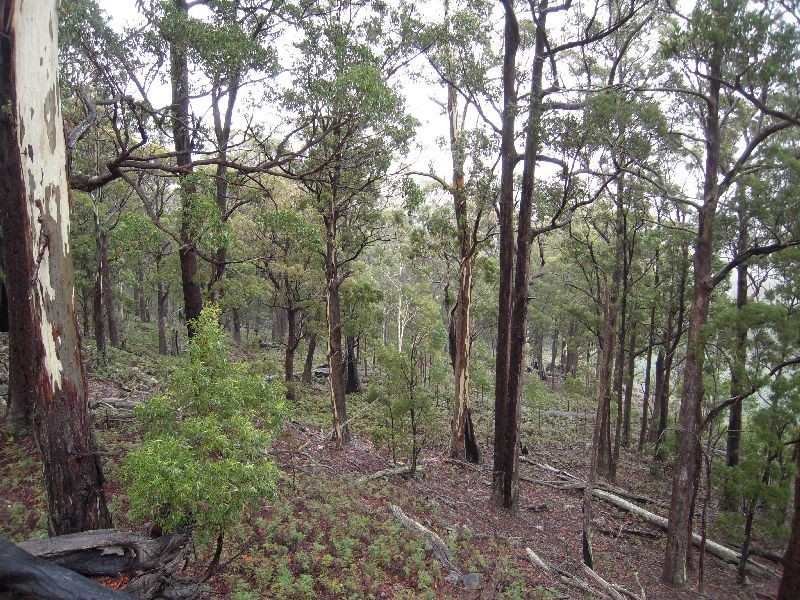 0 Gipps Creek Road, Rossarden TAS 7213