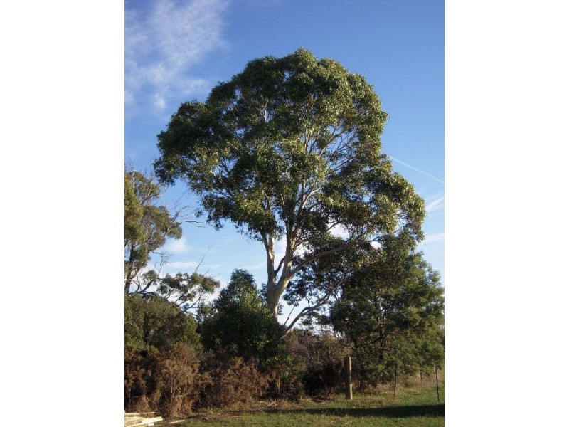 14 Church Lane, Nile TAS 7212