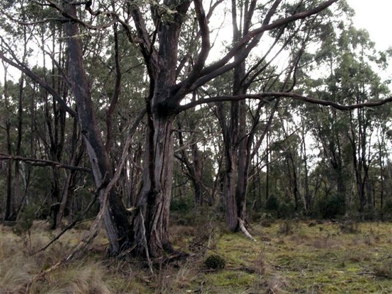 Lot 4 Woodwards Estate – Lyell Highway, Bradys Lake TAS 7140