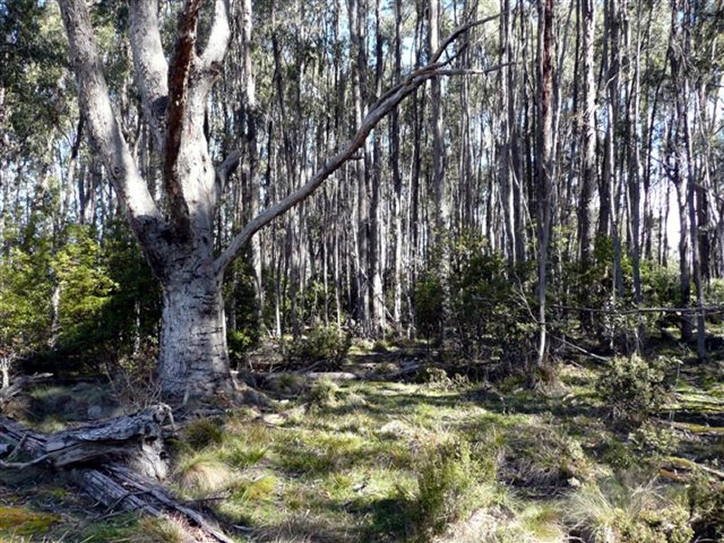 Lot 4 Woodwards Estate – Lyell Highway, Bradys Lake TAS 7140