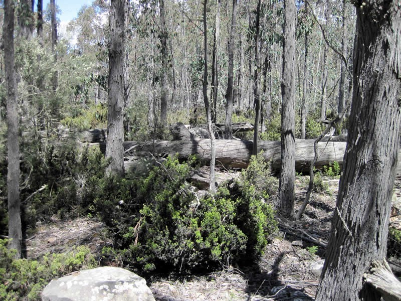 Lot 17 Arthurs Lake Road, Arthurs Lake TAS 7030