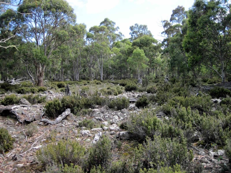 Lot 3 Arthurs Lake Road, Arthurs Lake TAS 7030