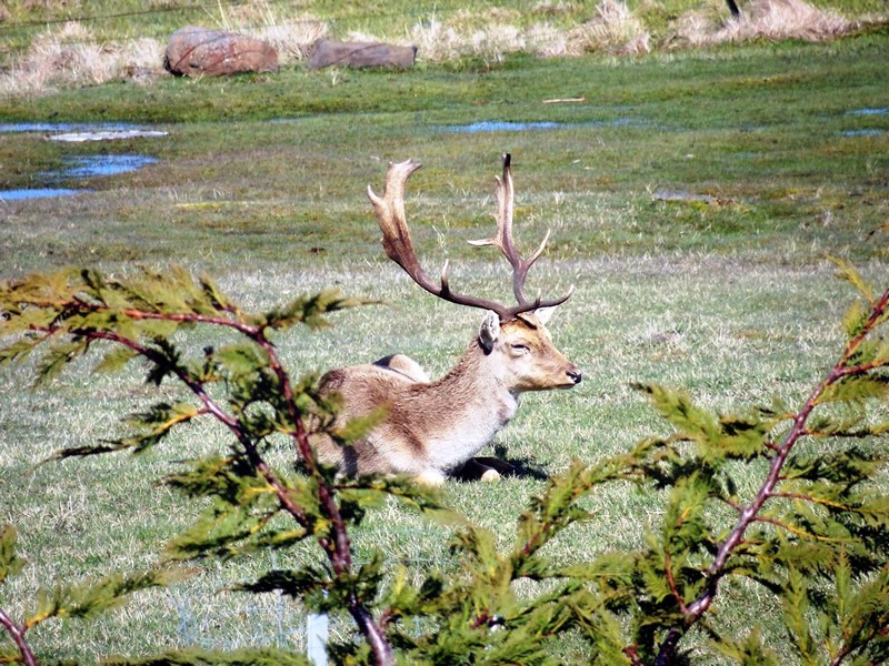 14 Fleming Drive, Miena TAS 7030