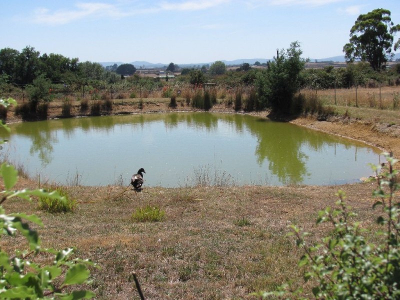 71 Ritchie Street, Westbury TAS 7303