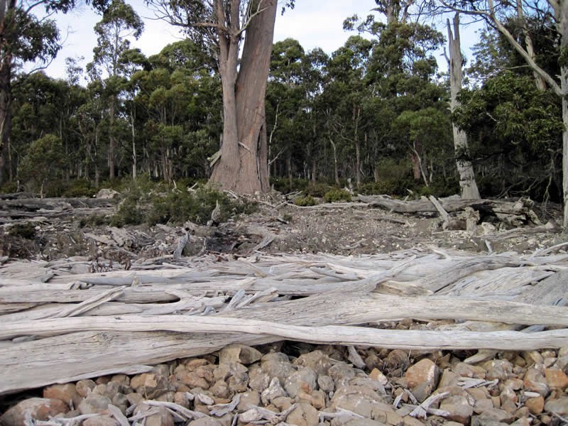 Lot 5, 6, 7, 8 Arthurs Lake Road, Arthurs Lake TAS 7030