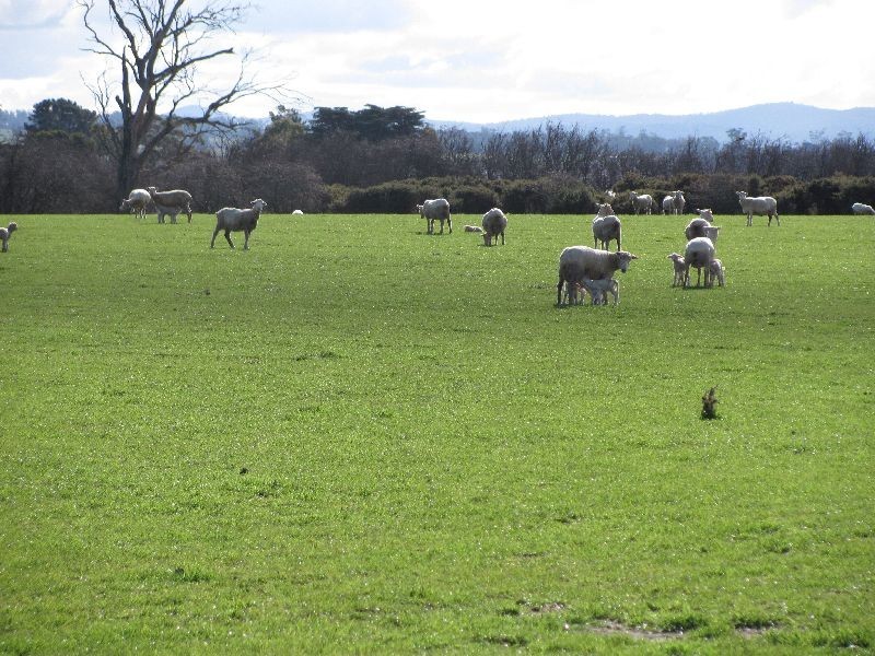 799 Cressy Road, Cressy TAS 7302