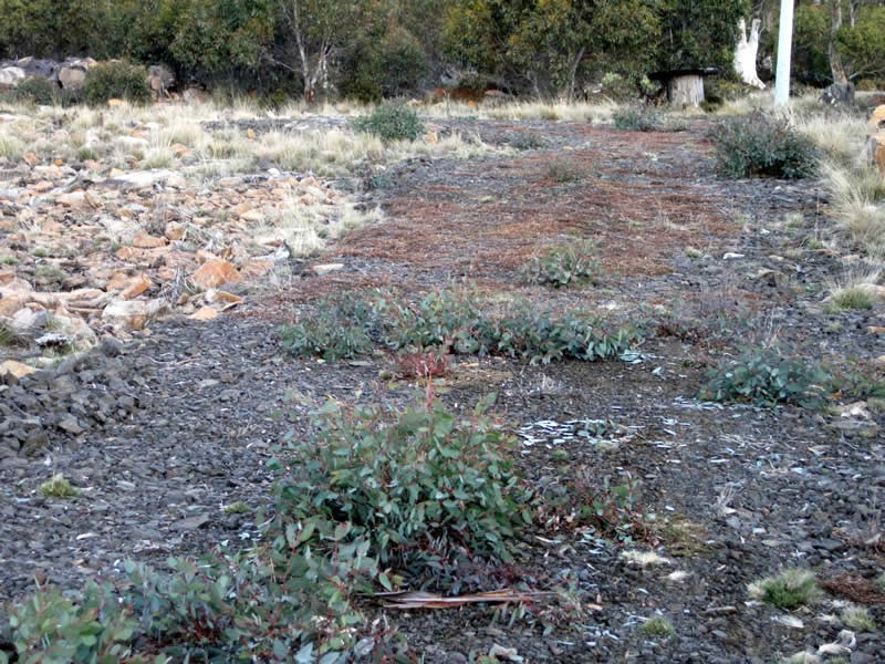 9 Lochiel Drive, Miena TAS 7030