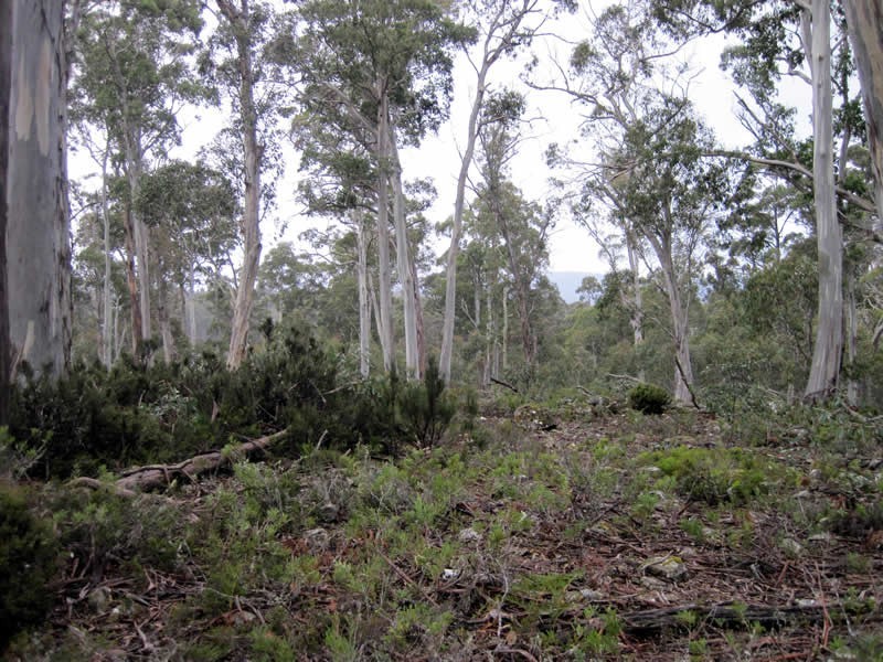 Lot 51 Wigrams Way, London Lakes TAS 7140